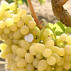 Виноград плодовый Аркадия (Настя) фото 2 