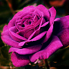 Шток-роза Спринг Селебритис Парпл фото 3 